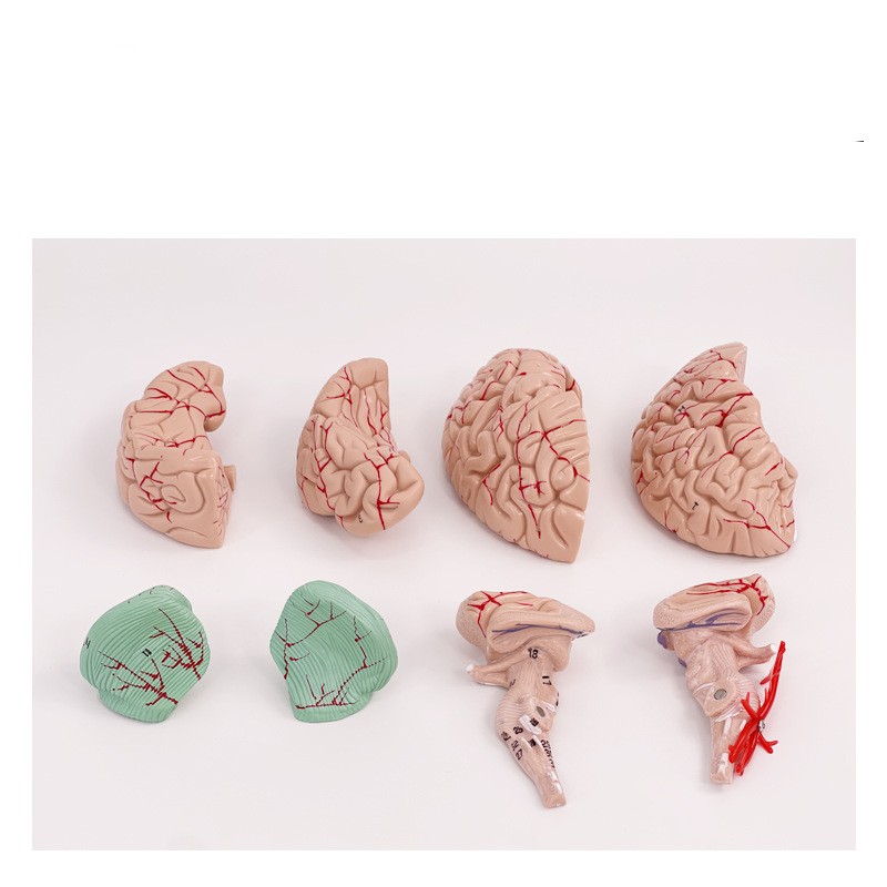 Brain model brain functional region color