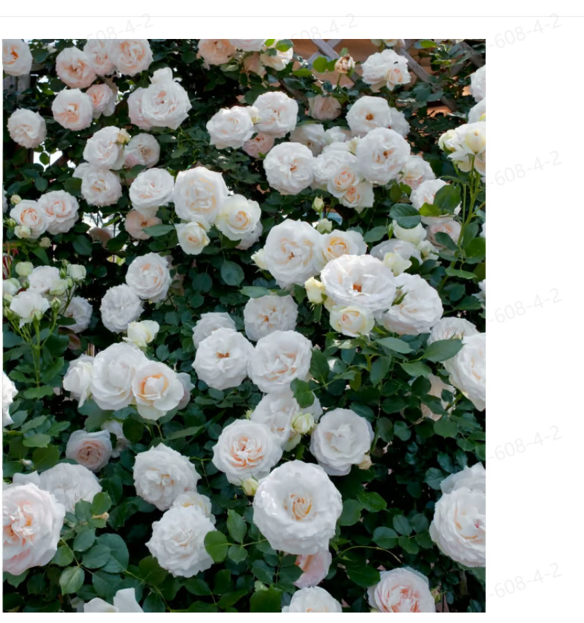 https://cf.cjdropshipping.com/quick/product/43b9a4a4-1308-4b03-84b9-dc339bbb50de.jpg