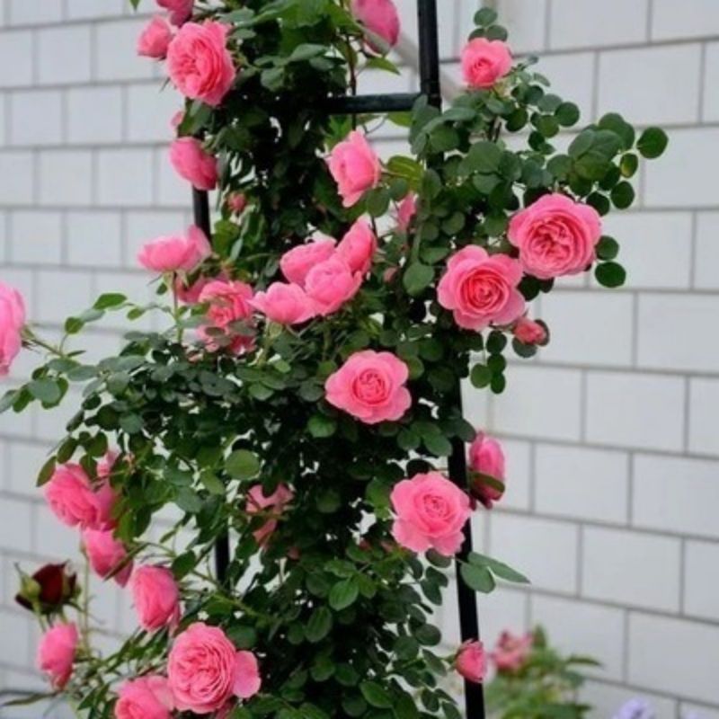 Pink Davenport