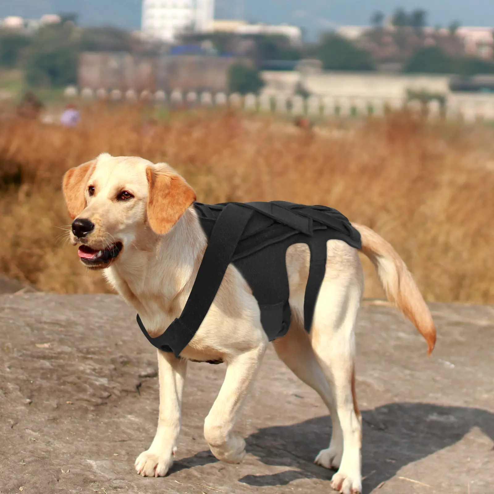 Pet Dog Back Support Injury-Relief Vest