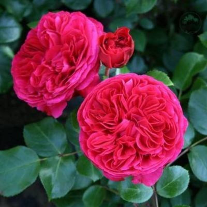 Red DaVinci