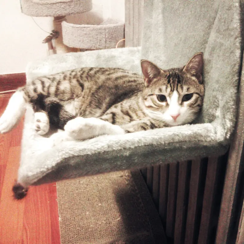 Solid Steel Frame Structure Super Portable Cat