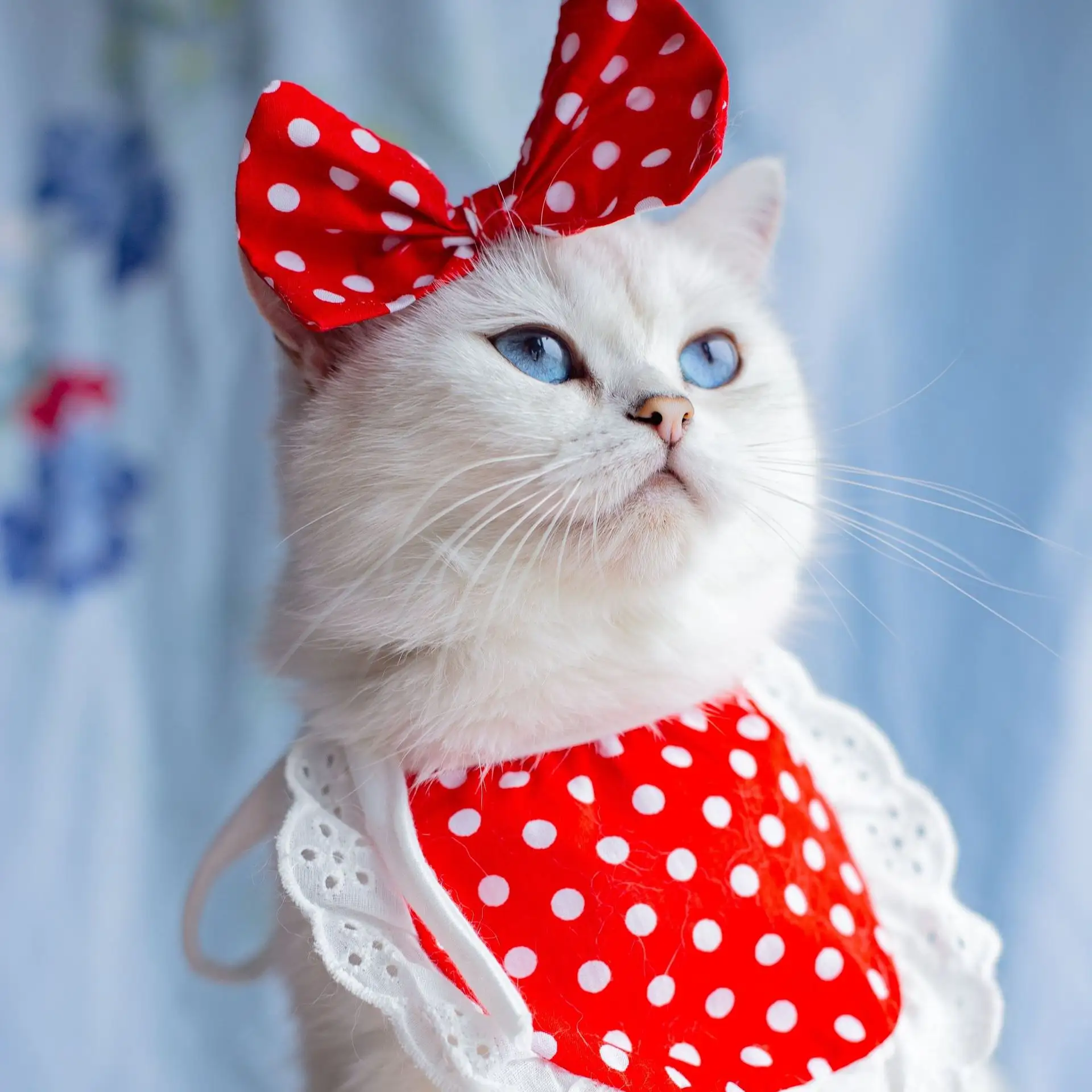 Cat Lace Suit Saliva Towel Princess Style