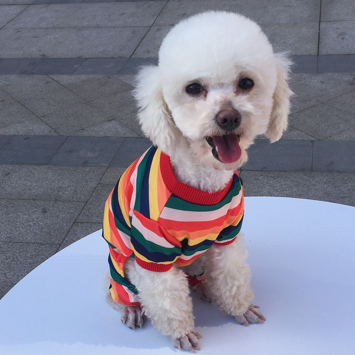 Title 2, Honden kleding voor vier poten