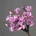 Magnolia Purple