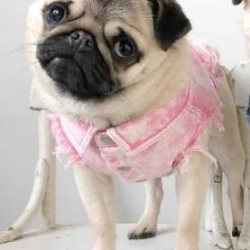 Pet Dog Washed Denim Jacket Clothes Cowboy Pink - Shop at LoveMi
