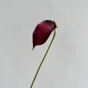 Black And Red