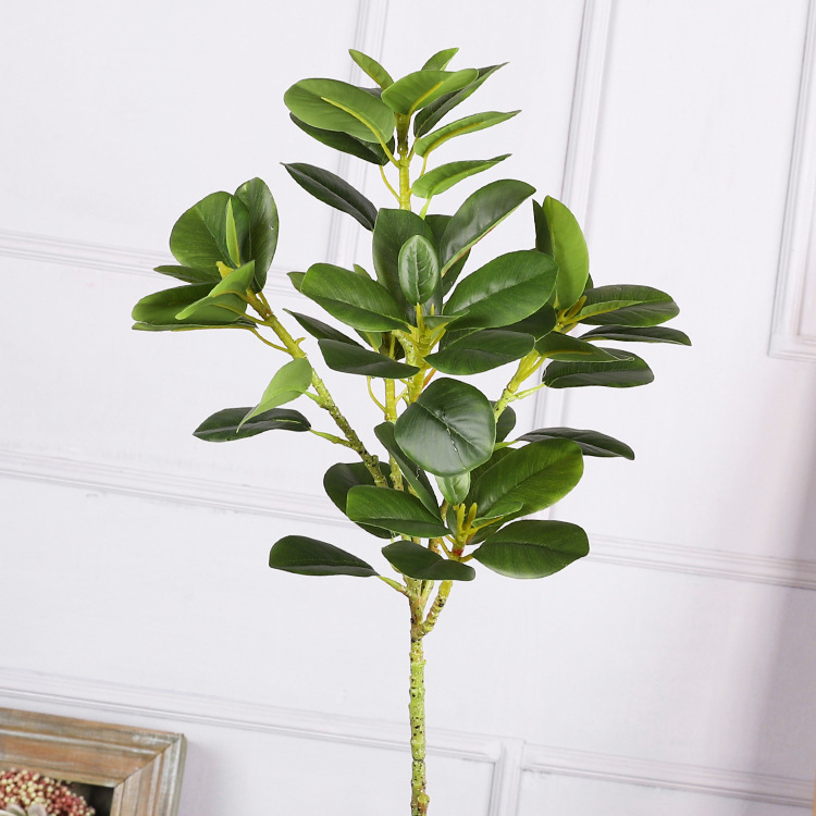 Ficus Microcarpa Leaves