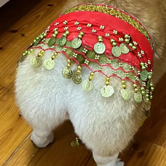 Belly Dance Fart Chain Sequined Waist Chain Enthusiastic Dog Fart Hip Scarf Bright Red - Shop at LoveMi