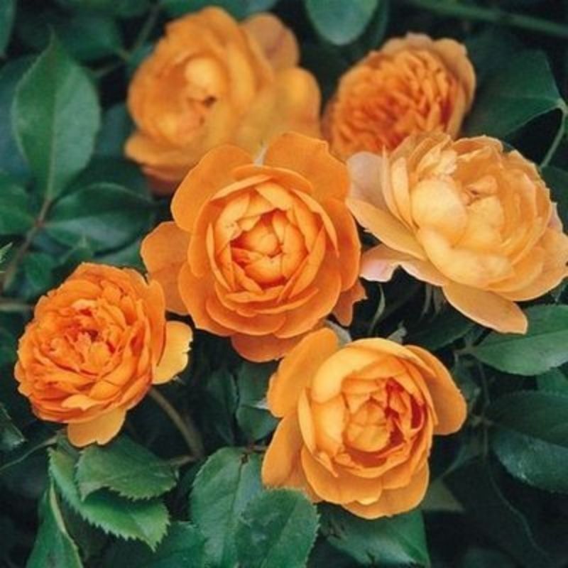 Honey Caramel