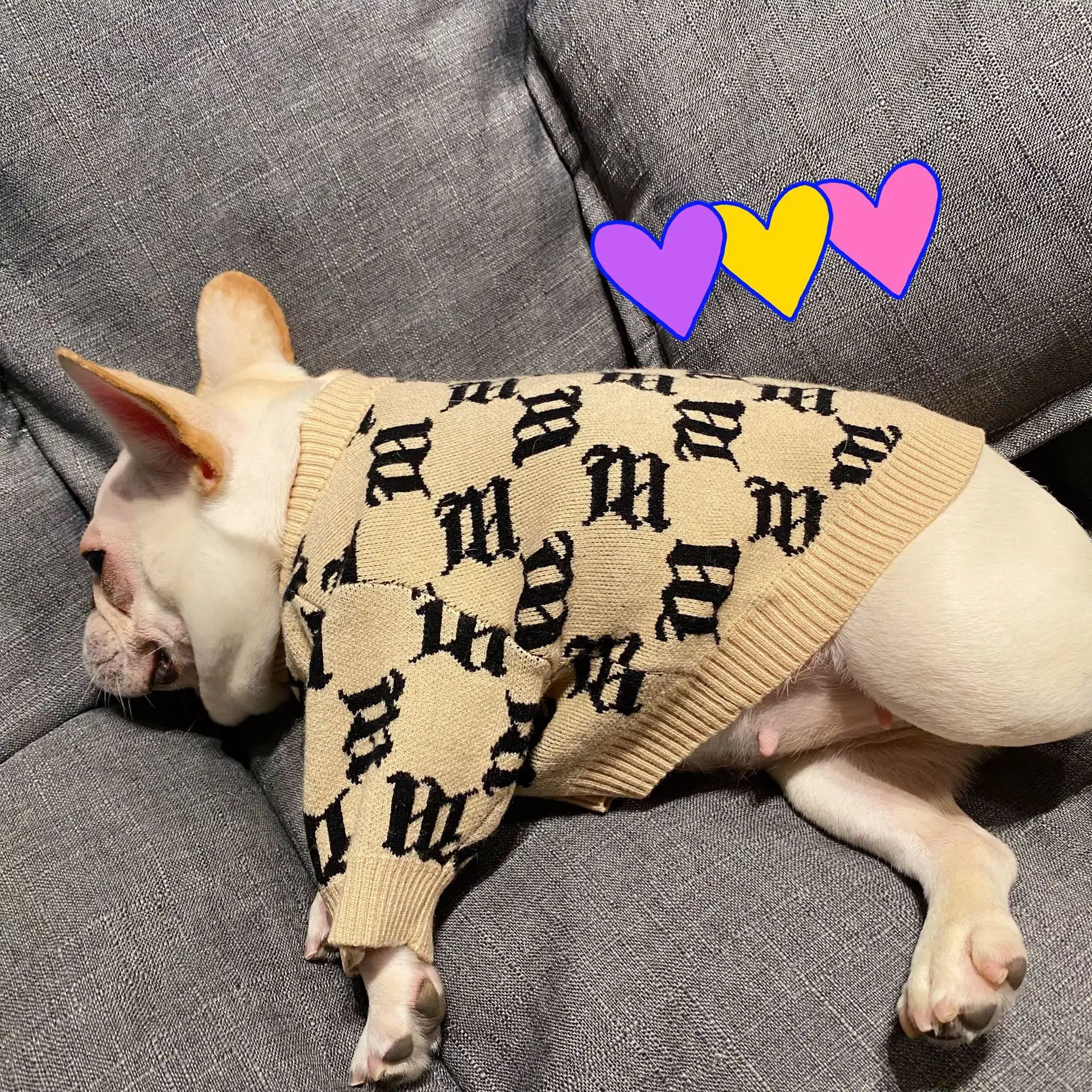 Jarre Aero Bull Teddy Schnauzer Internet Celebrity