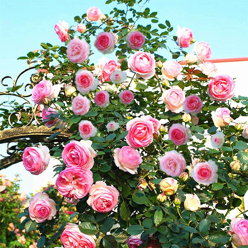 Climbing Rose And Rambler Rose Seeds For Gardens