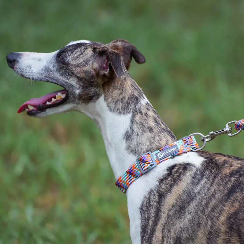 New Pet Supplies Outdoor Hand Holding Rope Medium To Large Dogs