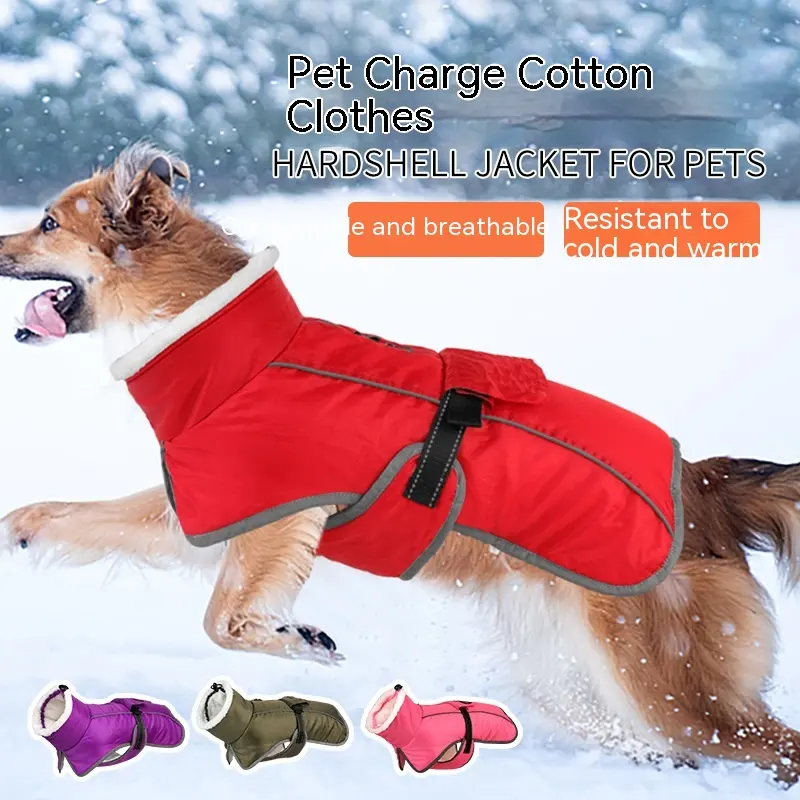 Winter Large Dog Golden Retriever Jarre Aero