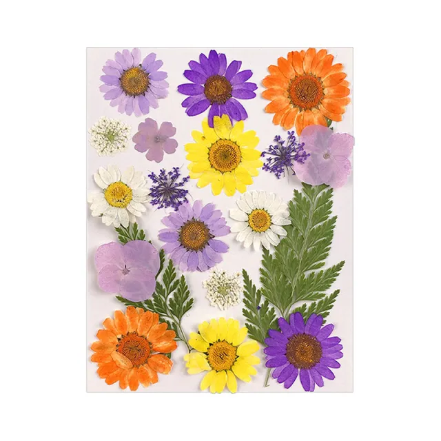 Material Package Photo Frame Decoration Real Flower Leaf Specimen 44 Spring Full Garden - Shop at LoveMi