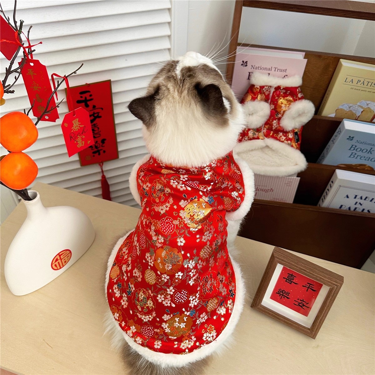 ชุดตรุษแมว Ragdoll ลายเงิน สำหรับแมว