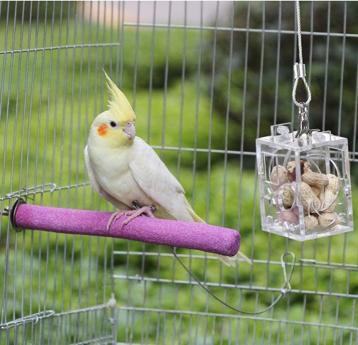 Parrot Training Toys Foraging Device