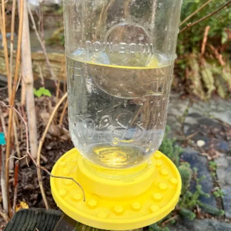 Hummingbird Bee Feeding Bird Feeder Yellow - Shop at LoveMi