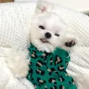 Green Leopard