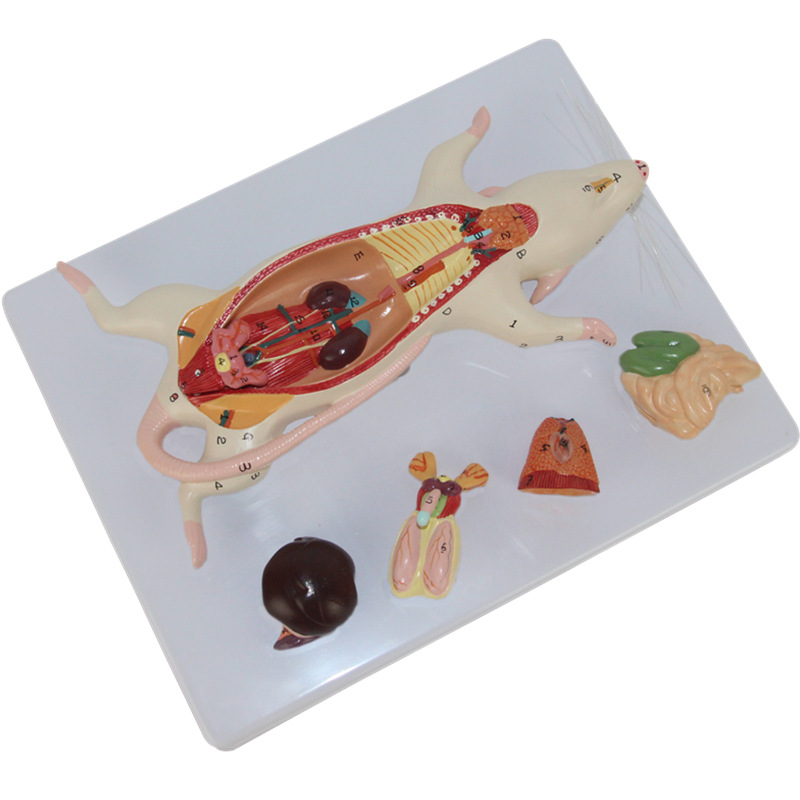 Mouse Dissection Model Mouse Internal Organs 2