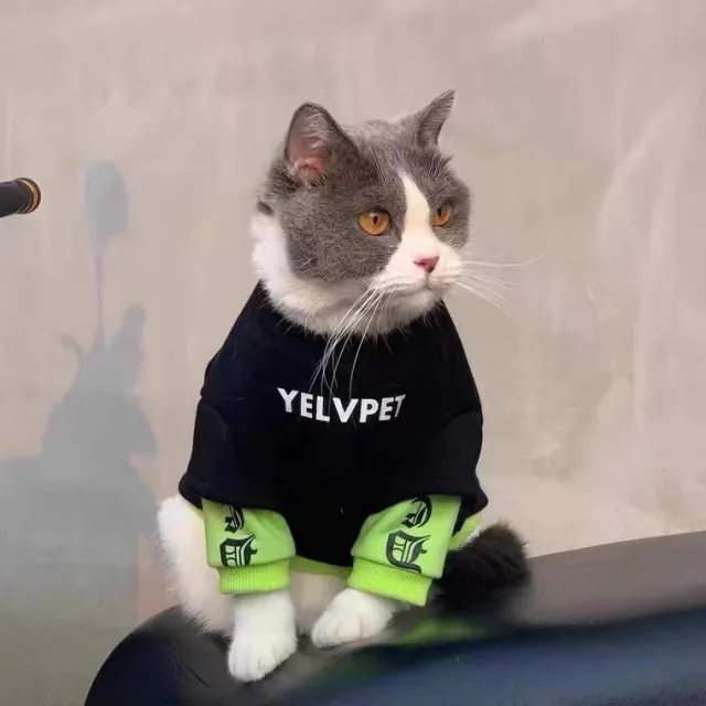 Autumn And Winter Clothing Pet Cat Small Dog Clothes Black Panel Sweater - Shop at LoveMi