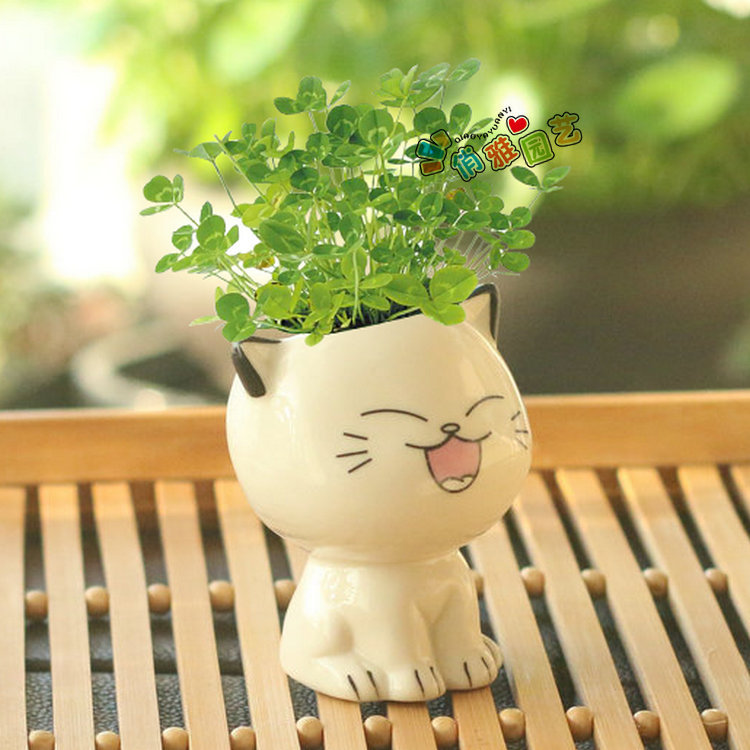Desktop Mini Cute Cat Self-Growing Grass Plant Doll