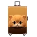 Cute Little Daisy Cat