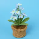 12 Blue Myosotis Sylvatica