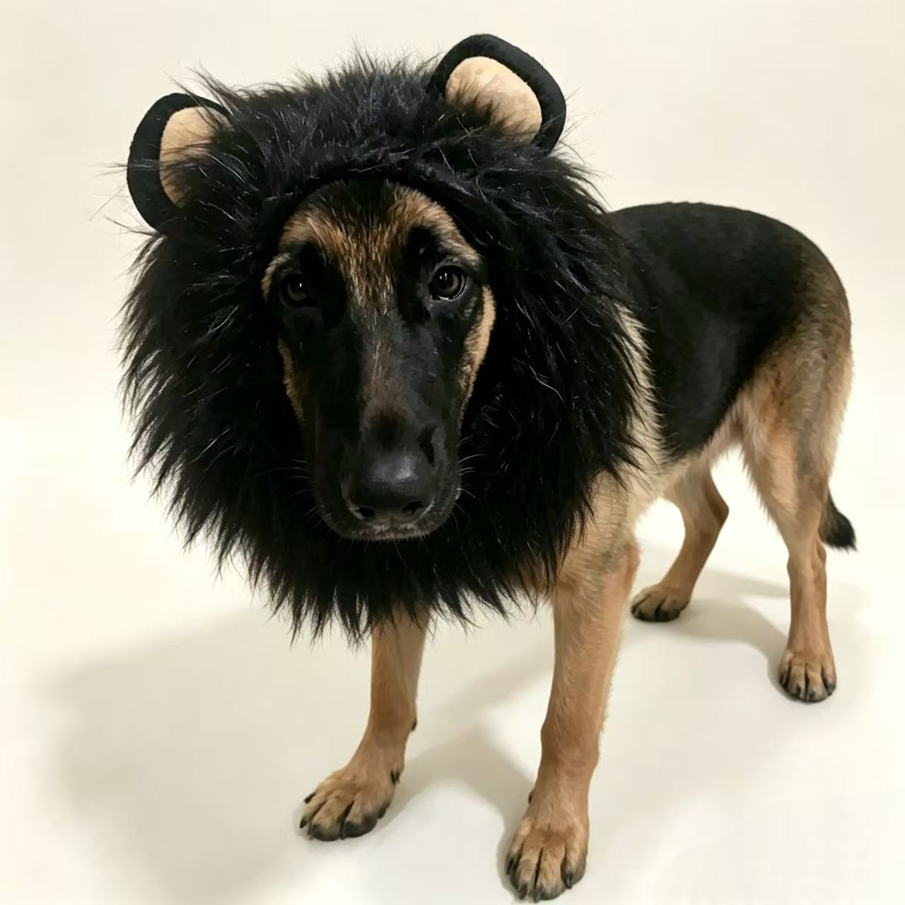 Pet Scarf with Ears