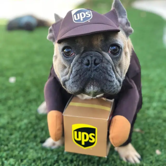 Funny Express Pet Dog Cat Clothes Brown Express Package - Shop at LoveMi