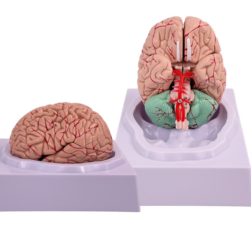 Brain model brain functional region color