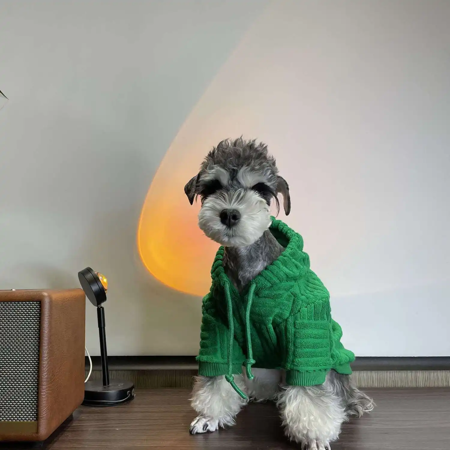 Teddy Shiba Inu Cat Hooded Sweater