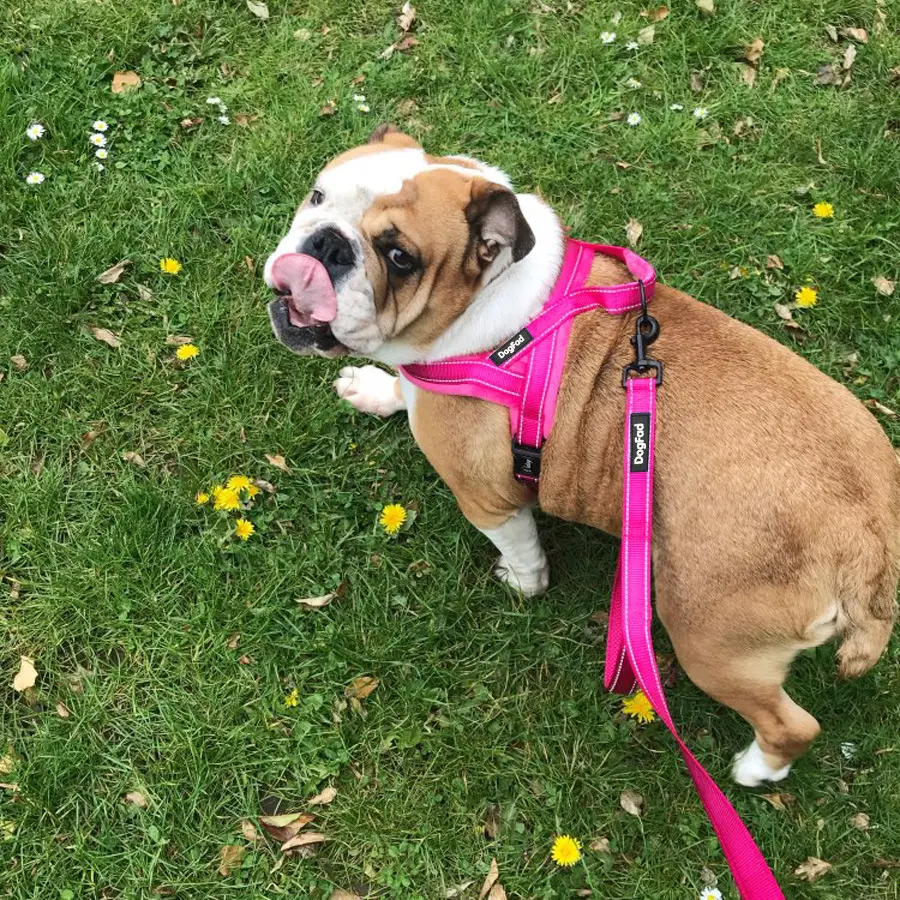 Pet Chest Strap With Flap