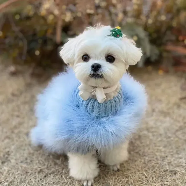 Autumn And Winter Sweater Jarre Aero Bull VIP Dogs And Cats Pet Clothes Blue - Shop at LoveMi