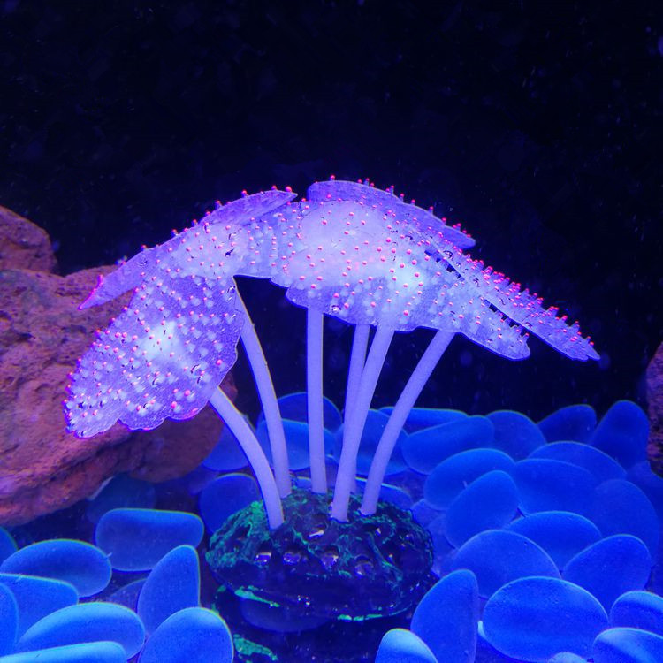 Transparent Red Dot Anemone