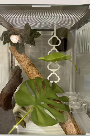 3D-printed Cross-border Novelty Pet Toy Cute Gecko Climbing Ladder Ornament detail photo 2