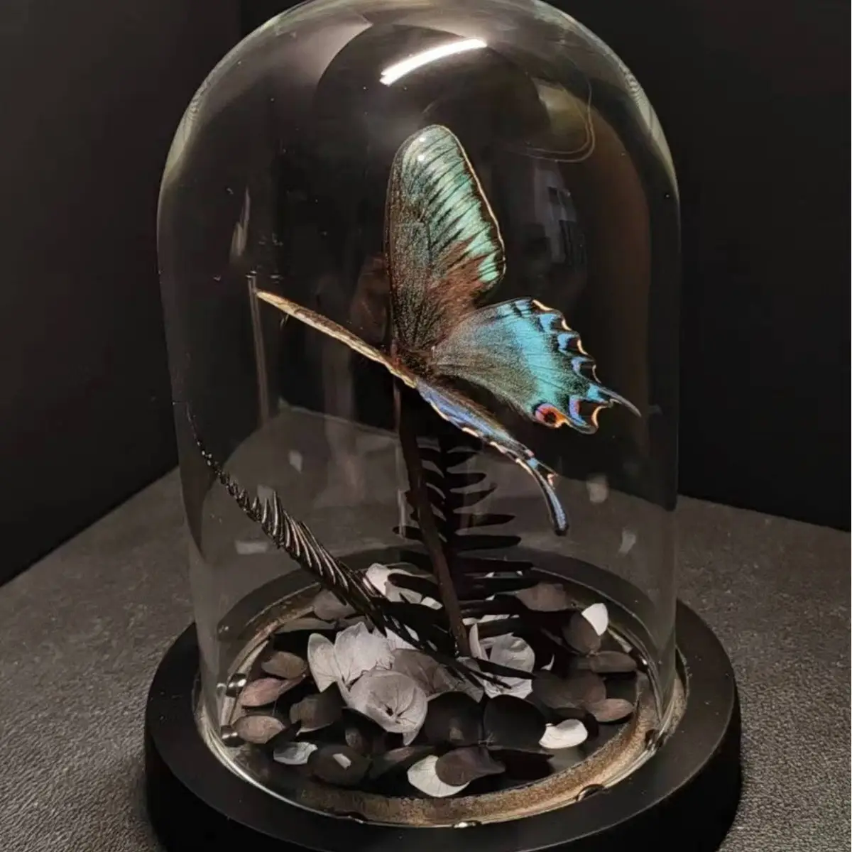 Green Belt Real Butterfly Specimens Art Glass Cover