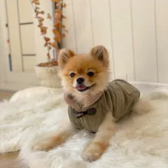 Autumn And Winter Pet Thickened Cotton Coat - Army Green - View 1