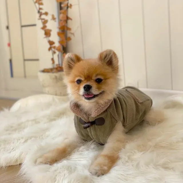 Autumn And Winter Pet Thickened Cotton Coat Army Green - Shop at LoveMi