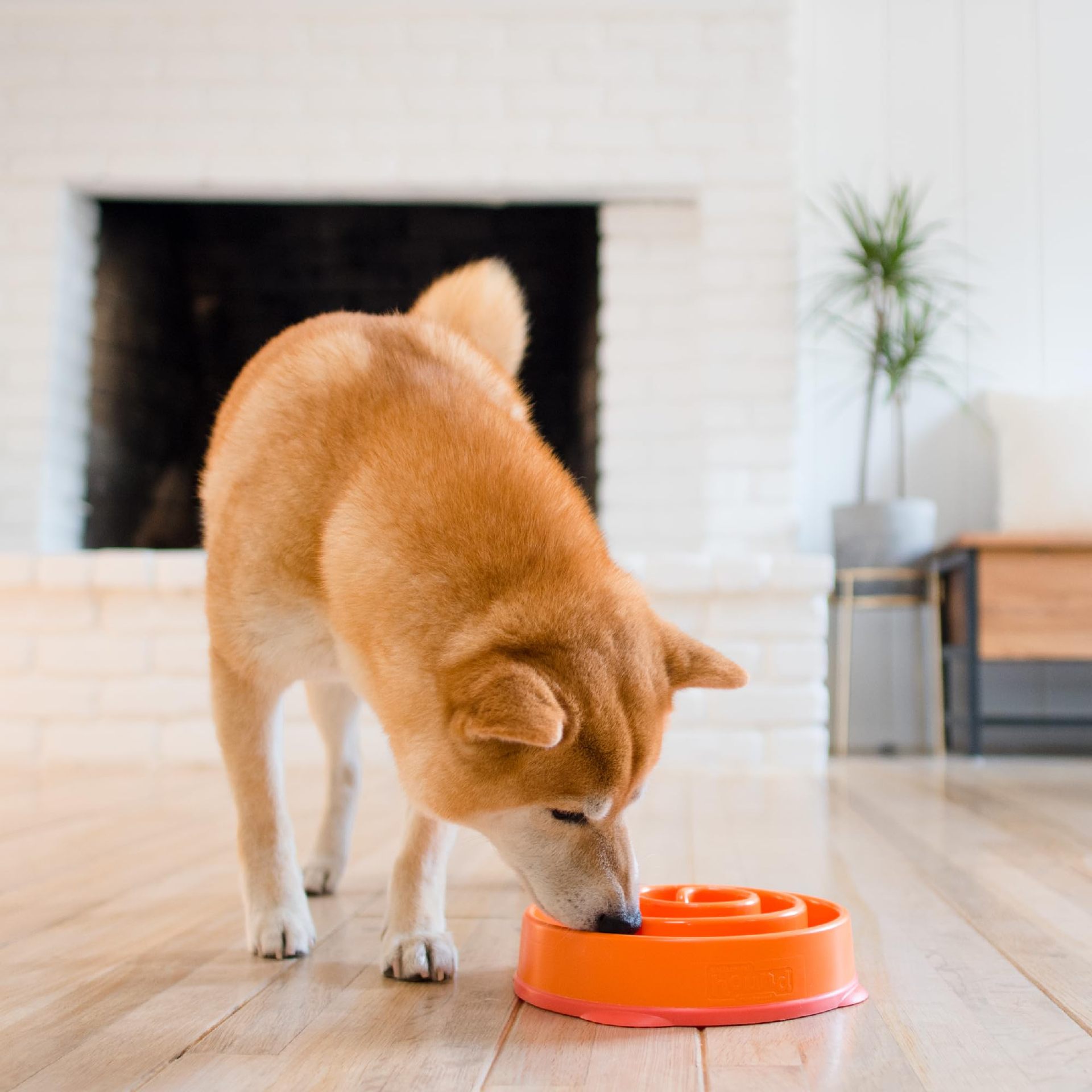 Household Dog Puzzle Anti-choking Slow-feeding Bowl