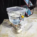 Yellow Nose