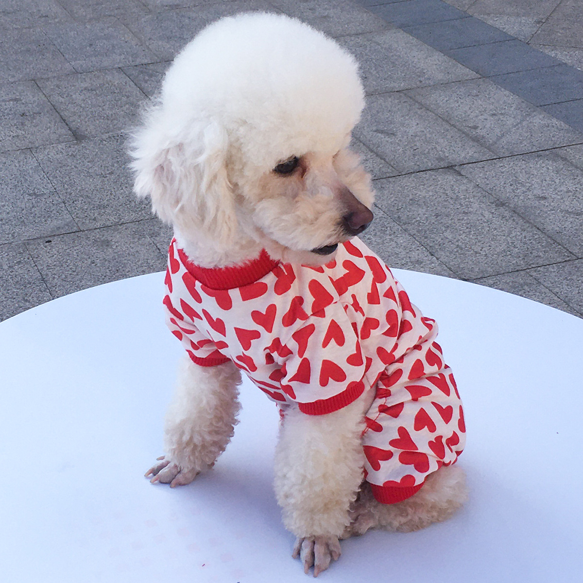 Title 8, Honden kleding voor vier poten