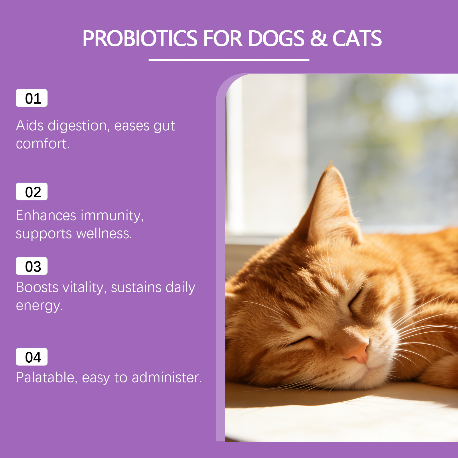 Probiotic Powder For Pet Intestinal Care