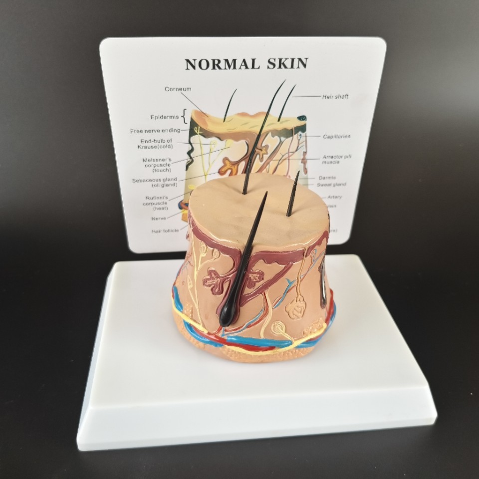 Human Body Health Epidermis Hair Follicle Skin Tissue Display Model - Image 1