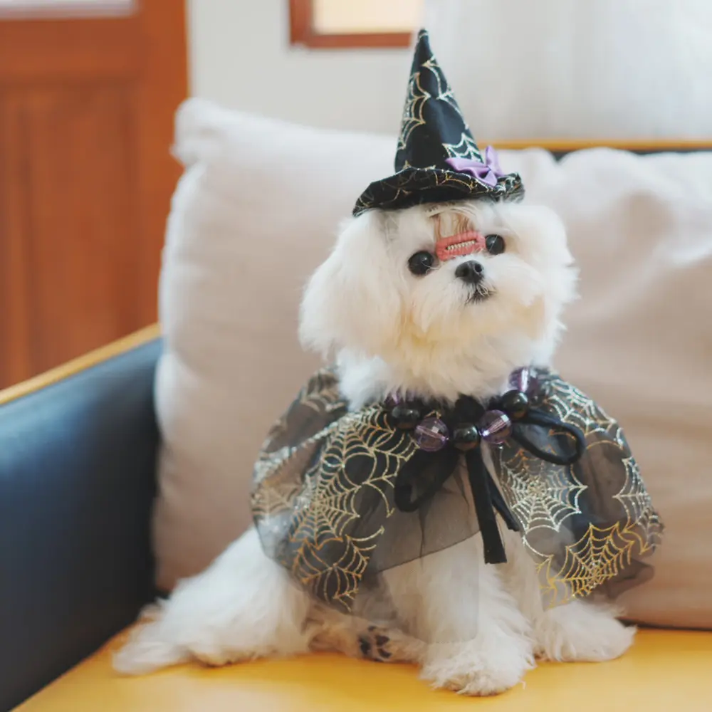 Halloween Dog Holiday Supplies Pet Spider Hat