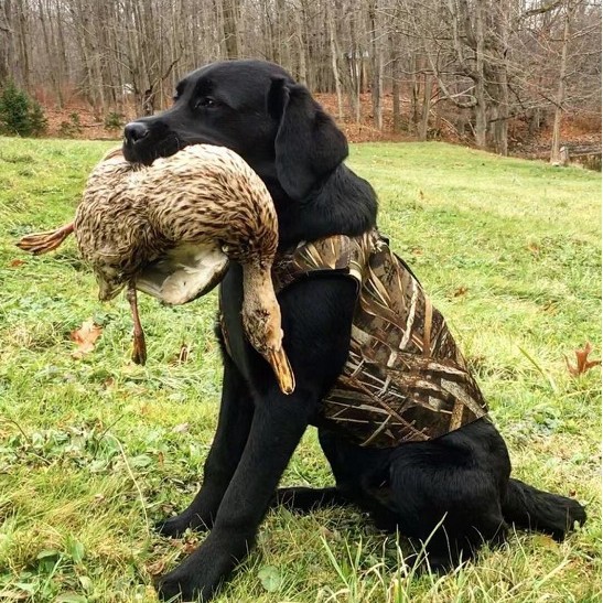 Dog Vest For Outdoor Training Camouflage Waistcoat For Warmth And Protection