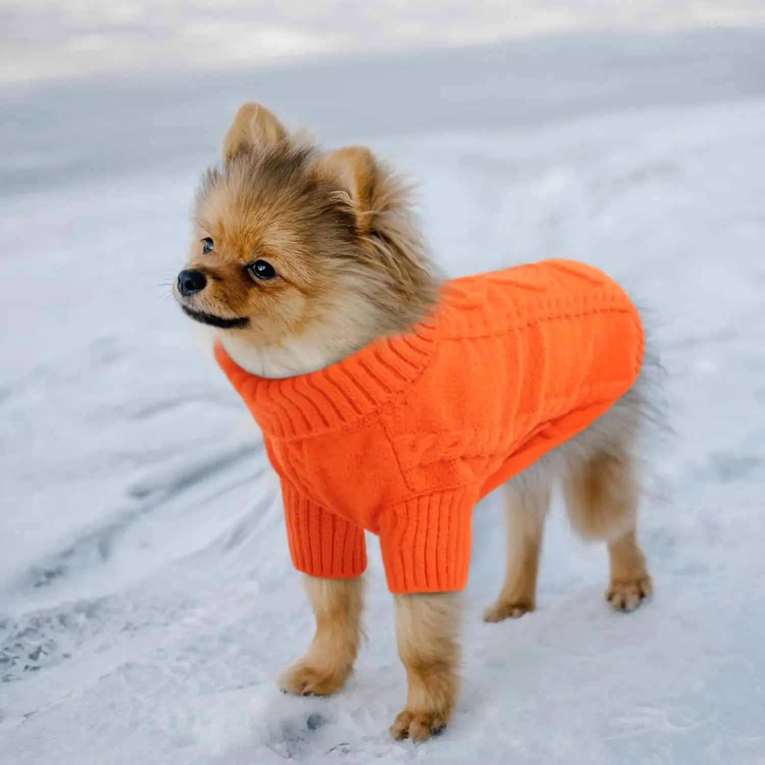 AutumnWinter Solid-Color Knitted Sweater Pet Apparel