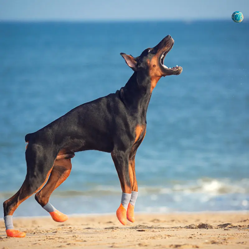 Pet Outdoor Sports Shoes
