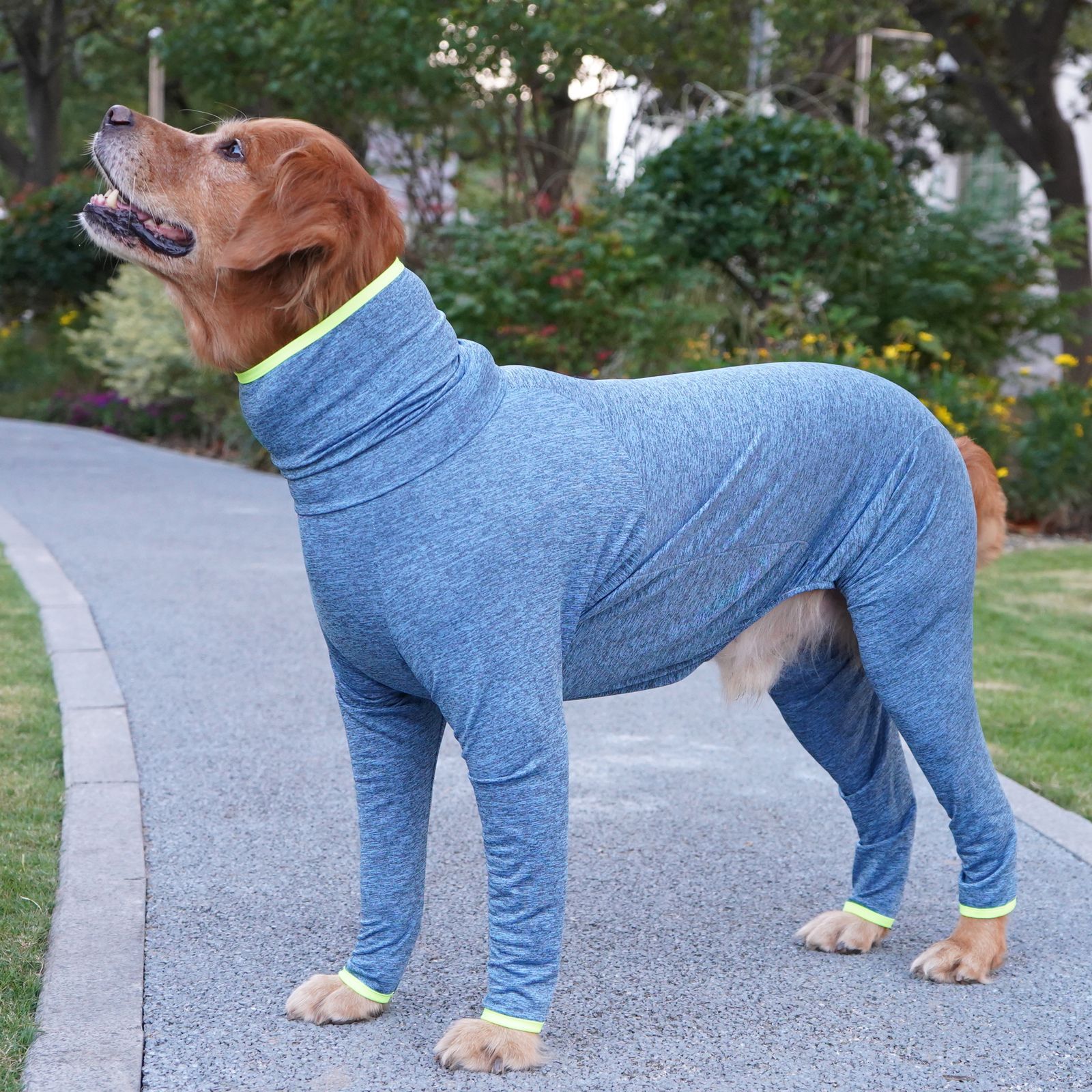 Border Collie And Golden Retriever Large Dog Four-legged Coat That Doesnt Attract Fur