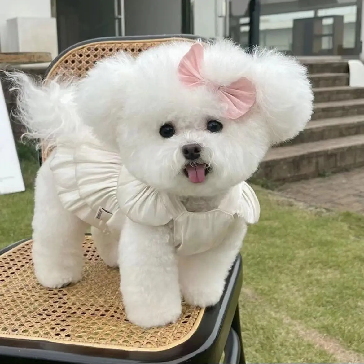 Pet Clothes Streamer Breathable Gauze Skirt Teddy Bichon Dog Cat Out Traction